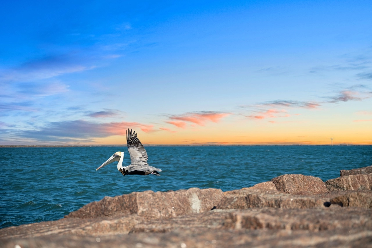 Pelican flying over jetty rocks at sunset