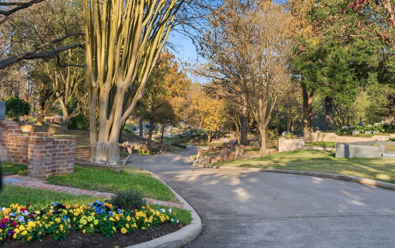 Close-up detail of mature, sun-dappled Live Oak trees with Spanish moss in a historic Houston park