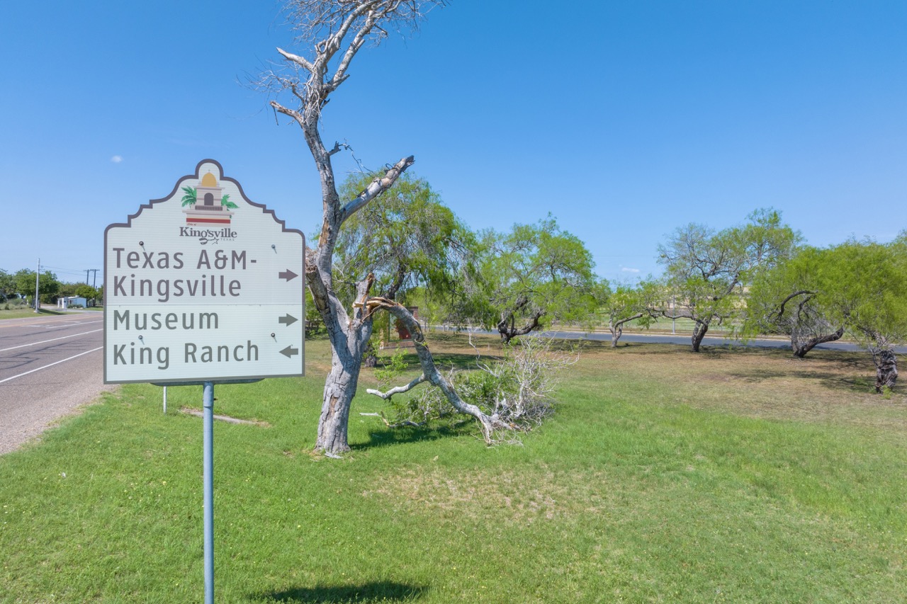White directional sign on a grassy roadside pointing toward Texas A&M-Kingsville, the Museum, and King Ranch.