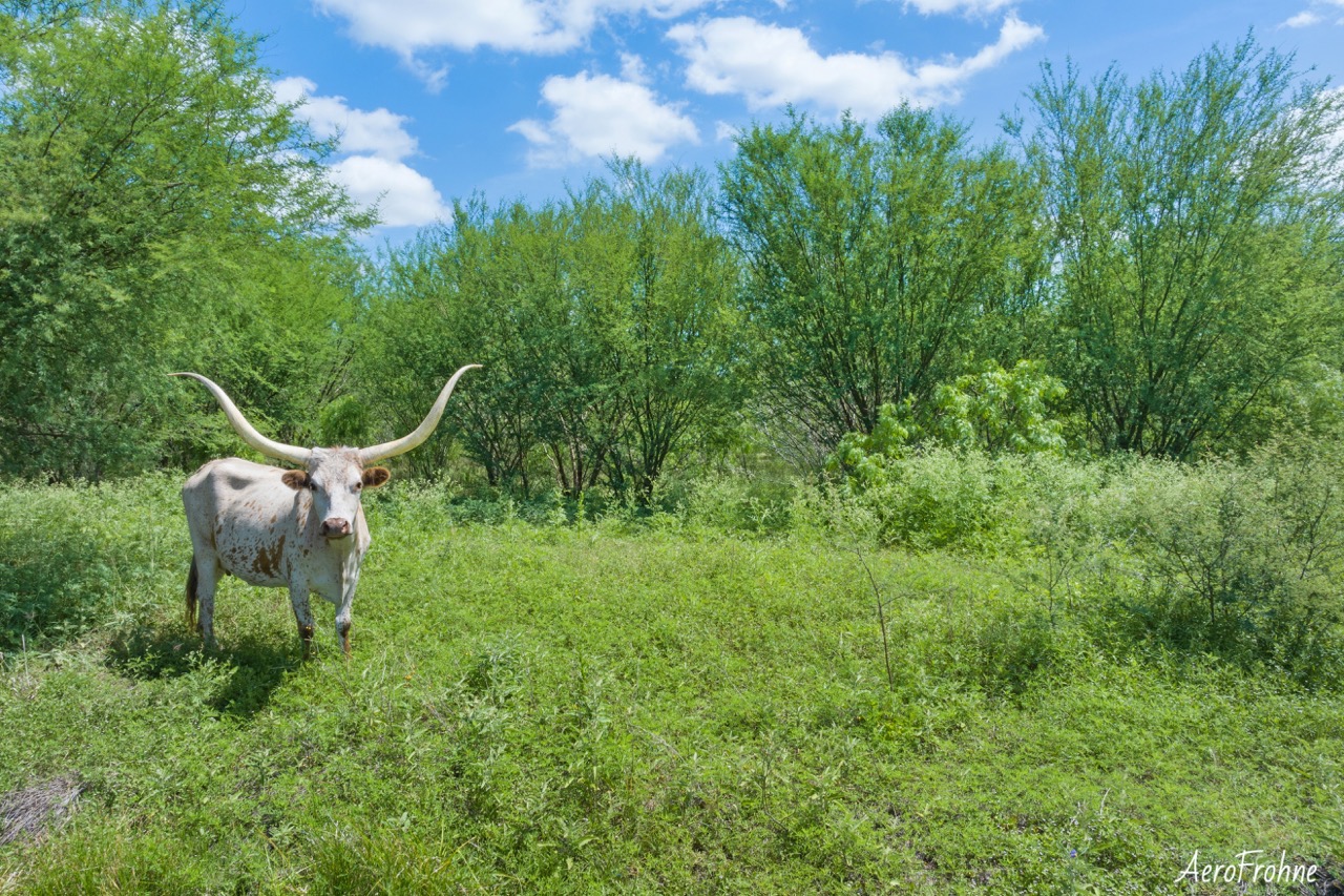 A Texas longhorn in a grassy field